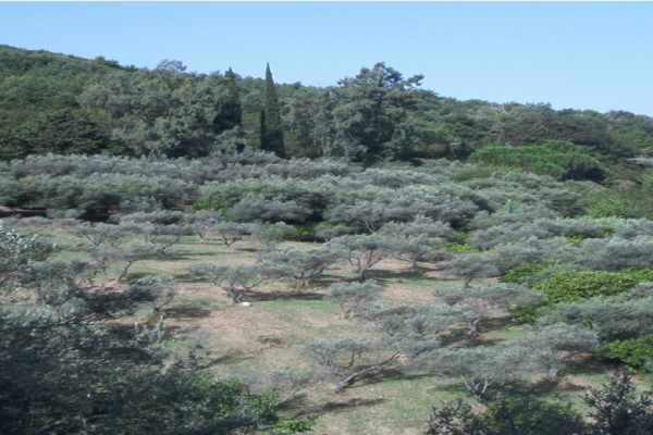 Dalle colline dei Nebrodi un olio d’oliva extravergine di qualità  di superiore 